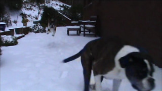 Boxers beyond thrilled for snow day