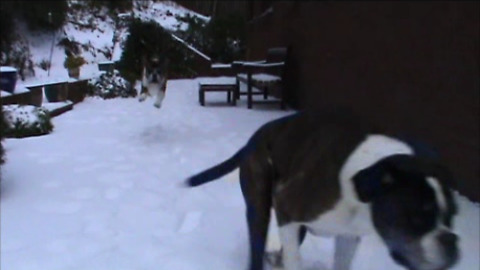 Boxers beyond thrilled for snow day