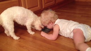 "Toddler Boy and His Dog Drink From Dog Bowl"