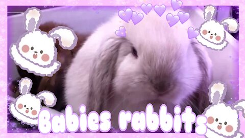Cute babies rabbits