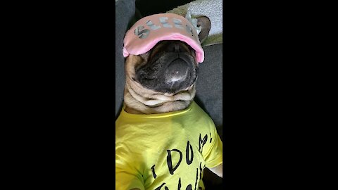Pampered Frenchie Catches Up On His Beauty Sleep