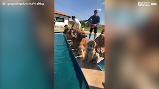 Dogs prefer dip in pool over photo shoot