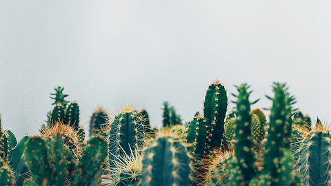 Why Cactuses and Succulents are Taking Over the World