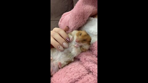 Sleeping Hamster