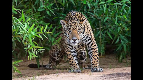 jaguar in the Pantanal Brazil