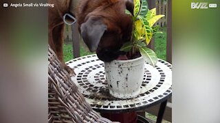 Ce chien assoiffé boit l'eau des plantes de sa maîtresse