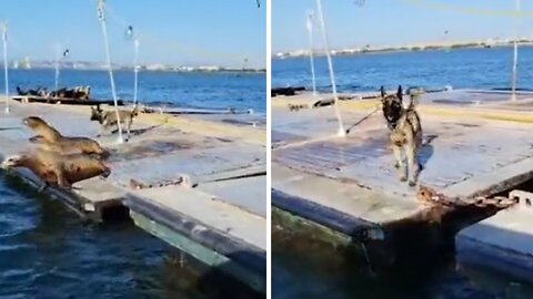 Dog's job is to chase seals off dock