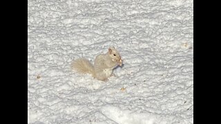 White squirrel in our back yard