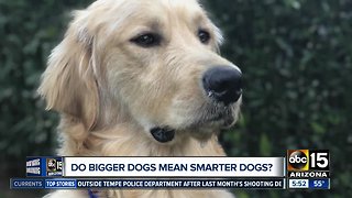 Researchers looking to see if bigger dogs mean smarter dogs