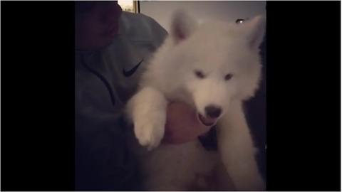Husky puppy refuses to be scolded by owner