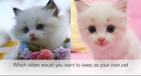 Which kitten would you want to keep as your own pet