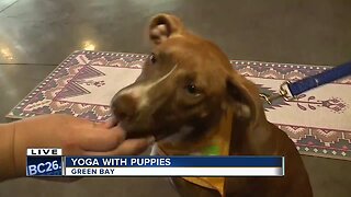 Gather on Broadway hosts yoga with puppies