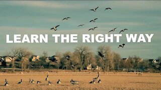 BEST goose calling tips for beginners