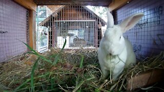 White Rabbit eating lunch