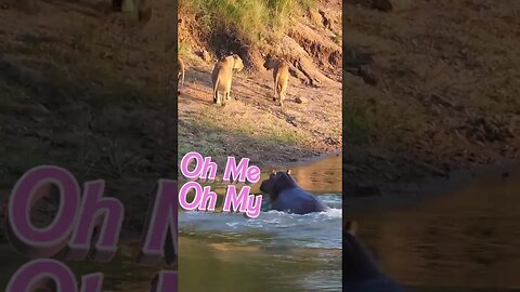 Watch Hippos Run Off Lions in Africa #shorts