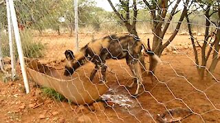 Young rescued Wild Dog behaves like a domestic dog