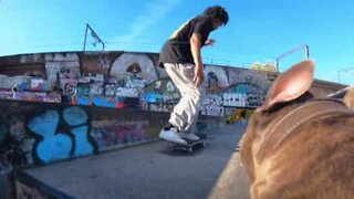 Dog films skateboarders like a pro cameraman