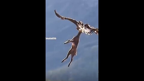 Now that’s a powerful animal! #eagle