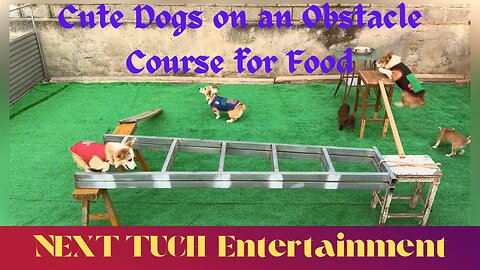 Cute Dogs 🐶 on an Obstacle Course for Food