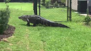 8-foot gator spotted wandering in Port St. Lucie yard