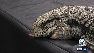 Repticon West Palm Beach draws reptile enthusiasts