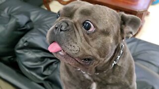 French bulldog munching his treat