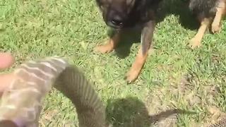 Dog mistakes snake skin for actual snake