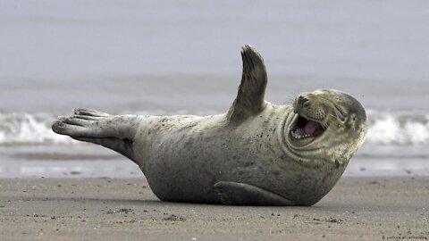 Beautiful Australian seal on the beach