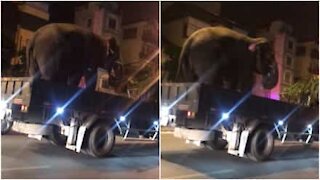 Un modo non proprio corretto di trasportare un elefante