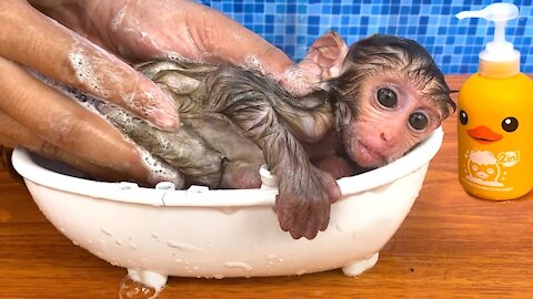 A little Monkey Bath In The bowl
