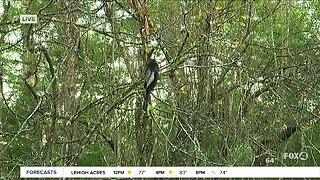 Morning Bird Walk at Corkscrew Swamp Sanctuary