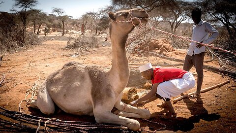 Taking My House for a Walk on Grumpy Camels