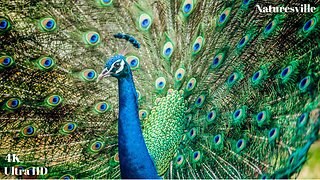 Peacocks. Peacock Dance Display. Peacocks Opening Feathers With Soothing Music. Relaxation