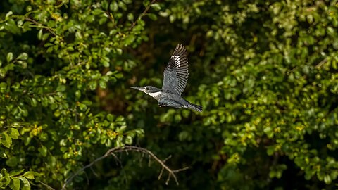 Belted Kingfisher Flyby, Sony A1/Sony Alpha1, 4k