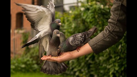 Raising pigeons on the roof of the house #pigeons #animals