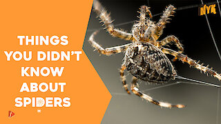 Top 4 Facts About Spiders