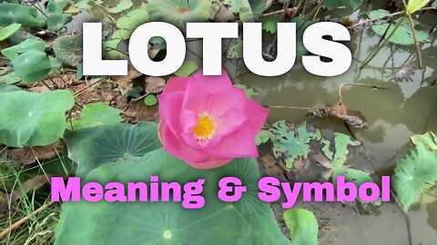 The lotus flower meaning is scared - it has been used for the worship of many Hindu gods & goddesses