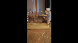 Westie Figures Out How To Solve Puzzle For Treats