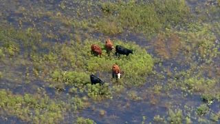 Cows dead, more at risk from flooded ranch