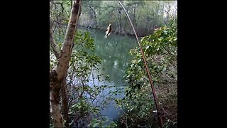 Bluegill catch under brush