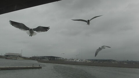 Seagulls at the Docks