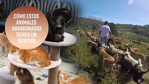 700 perros, 800 gatos: ¿Hasta dónde llegarías para salvar animales?