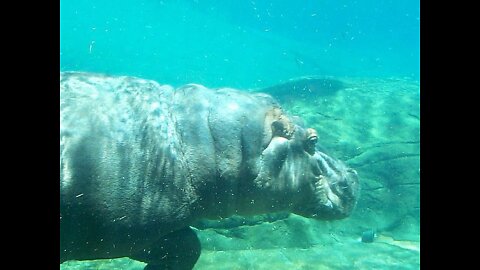 hippopotamus under water enjoying his day and relaxing