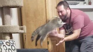 Raccoon performs somersaults for snacks