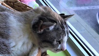 Four-eared rescue cat begs clinic clients for tummy rubs