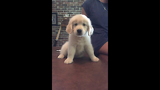 Golden Retriever Puppy Does The "Carrot Dance"