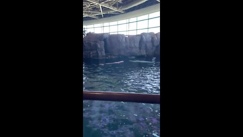 Beluga Whales at the Shedd Aquarium