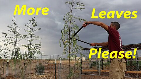 Can We Get Moringa to Put on More Leaves? | Blackberry Pruning