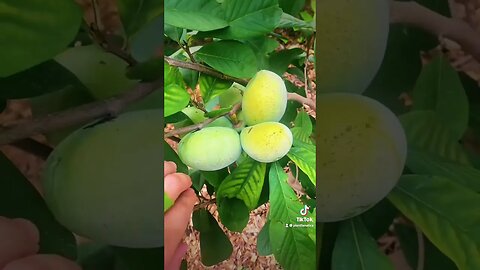 Amazing Cold Hardy Native Fruit That You Need To Grow! Asimina triloba (Pawpaw Tree)