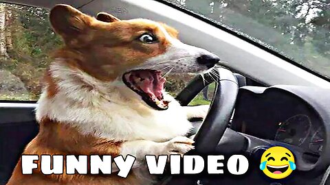 Funny Animal Video 😂😂 Cute cat and dog funny 😂😂 video